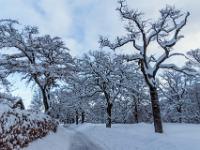 Winterliche Eichenallee in Alt Aschau